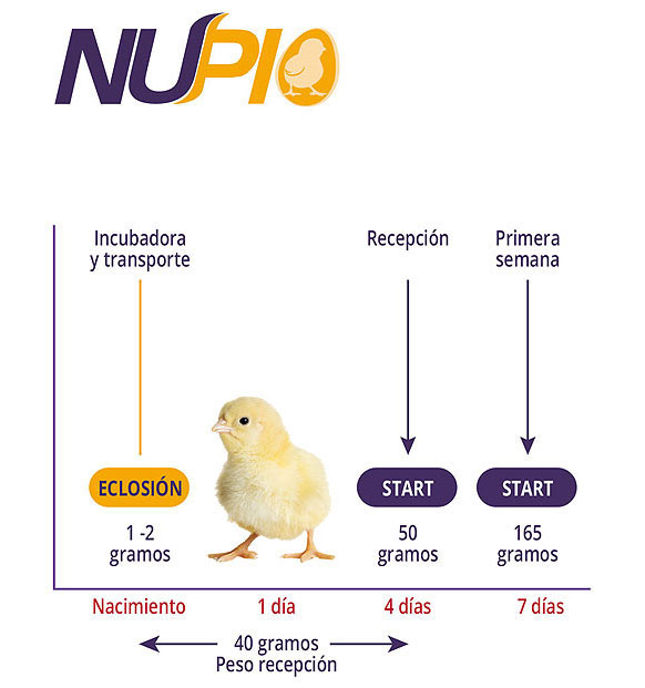 aves alimento Nupio